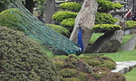 « El Jardín japonés » al Zoo de especies exóticas